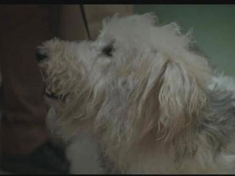 Dog Chow mostra o poder que os cães têm de conectar as pessoas