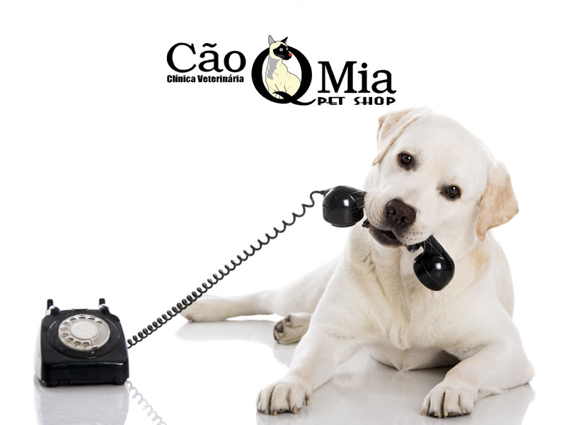 Peça institucional para a Clínica Veterinária Cão Q Mia