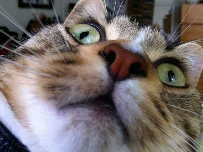 App tira selfie de gatos quando eles estão sozinhos