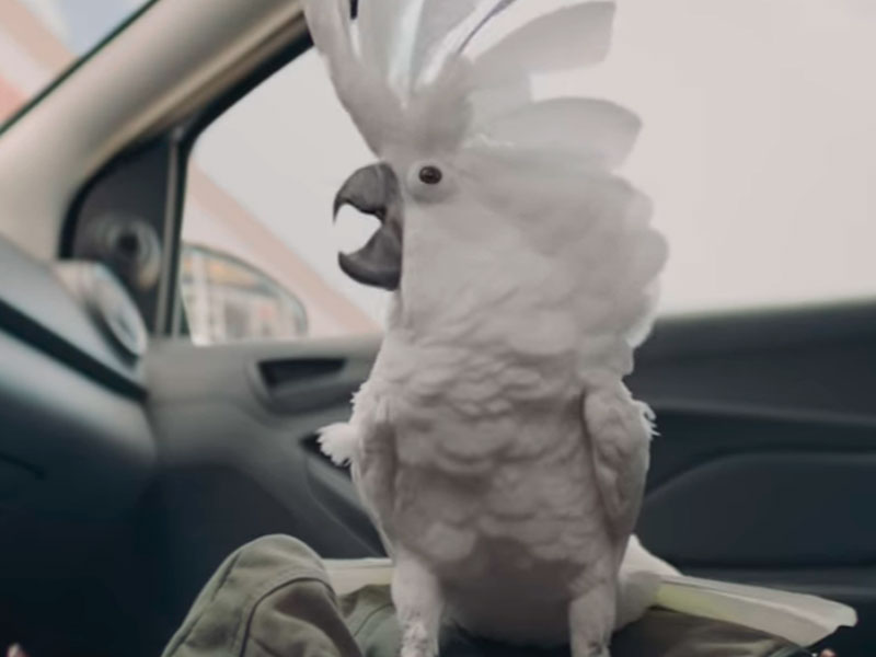 Cacatua vira DJ em comercial da Ford